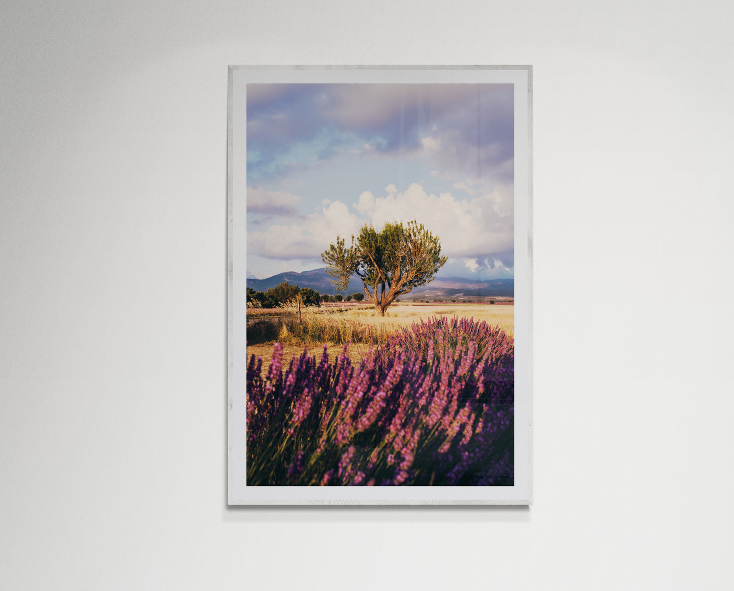 Lavender fields forever