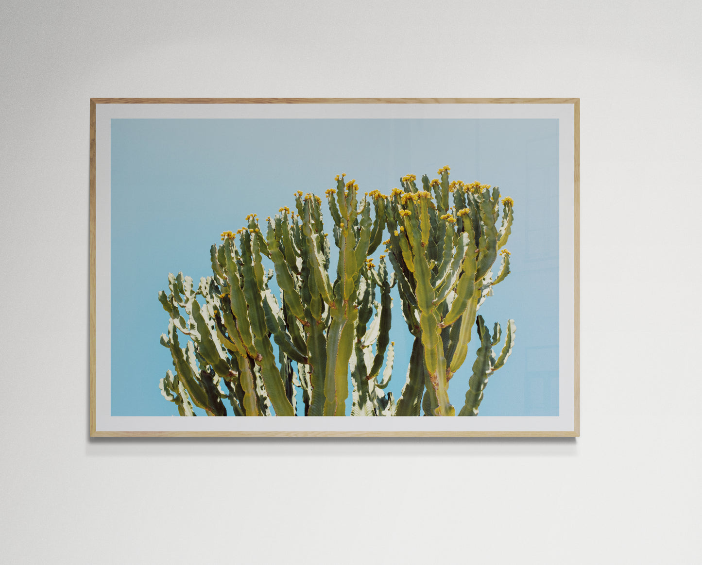 Cactus and blue sky