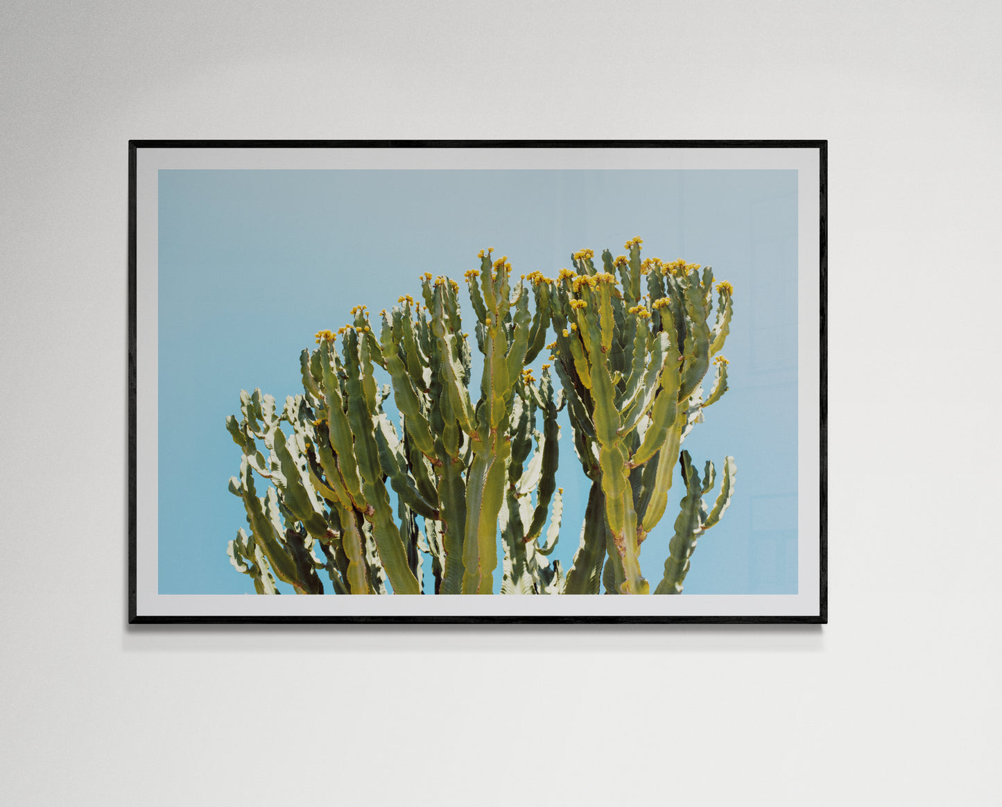 Cactus and blue sky
