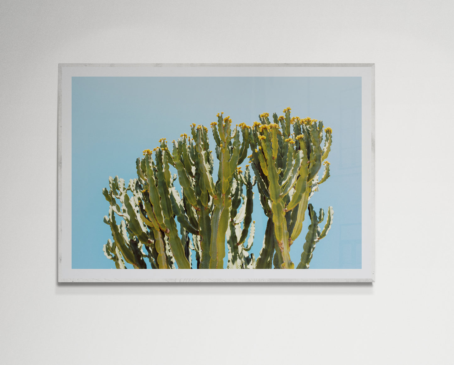 Cactus and blue sky
