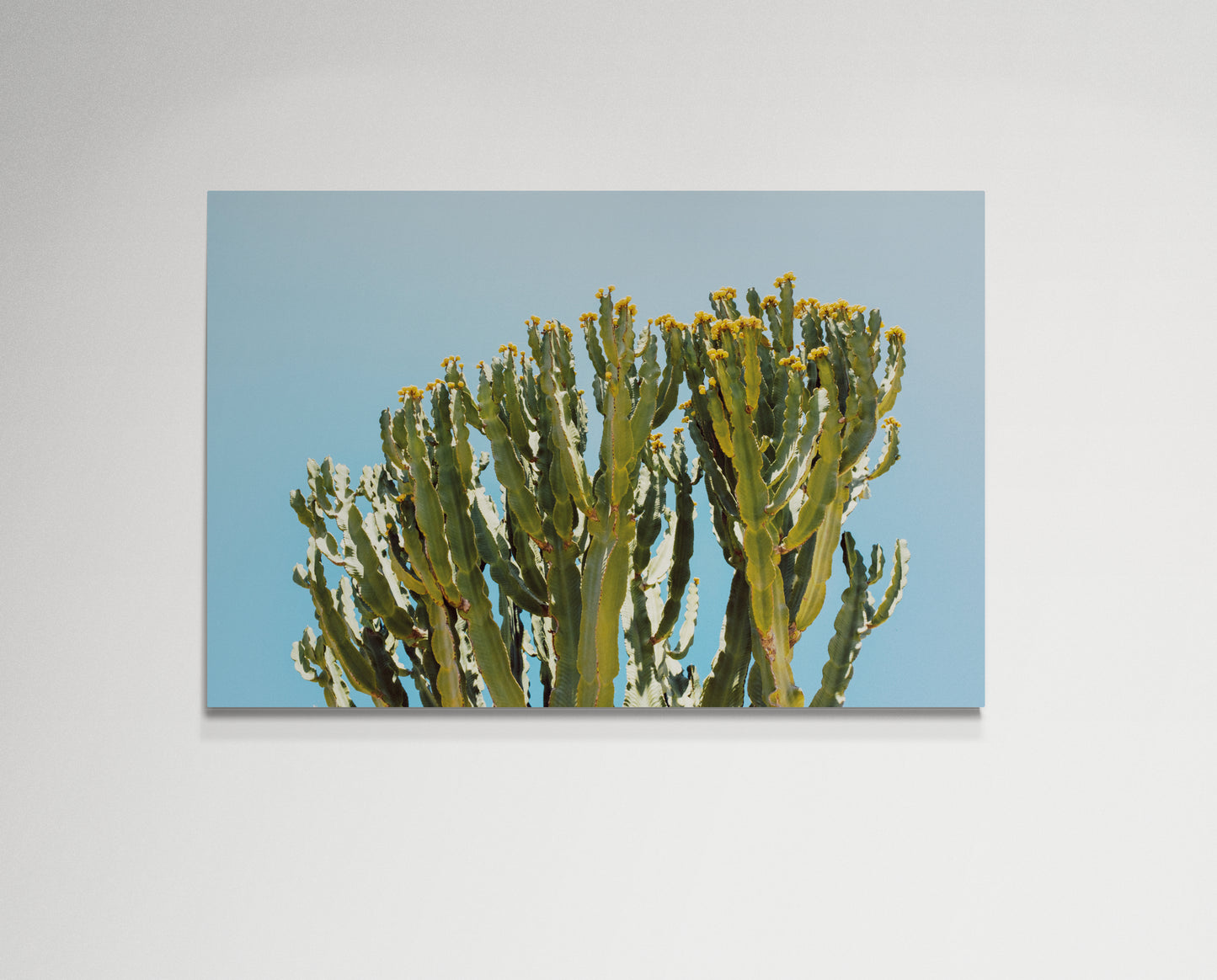 Cactus and blue sky