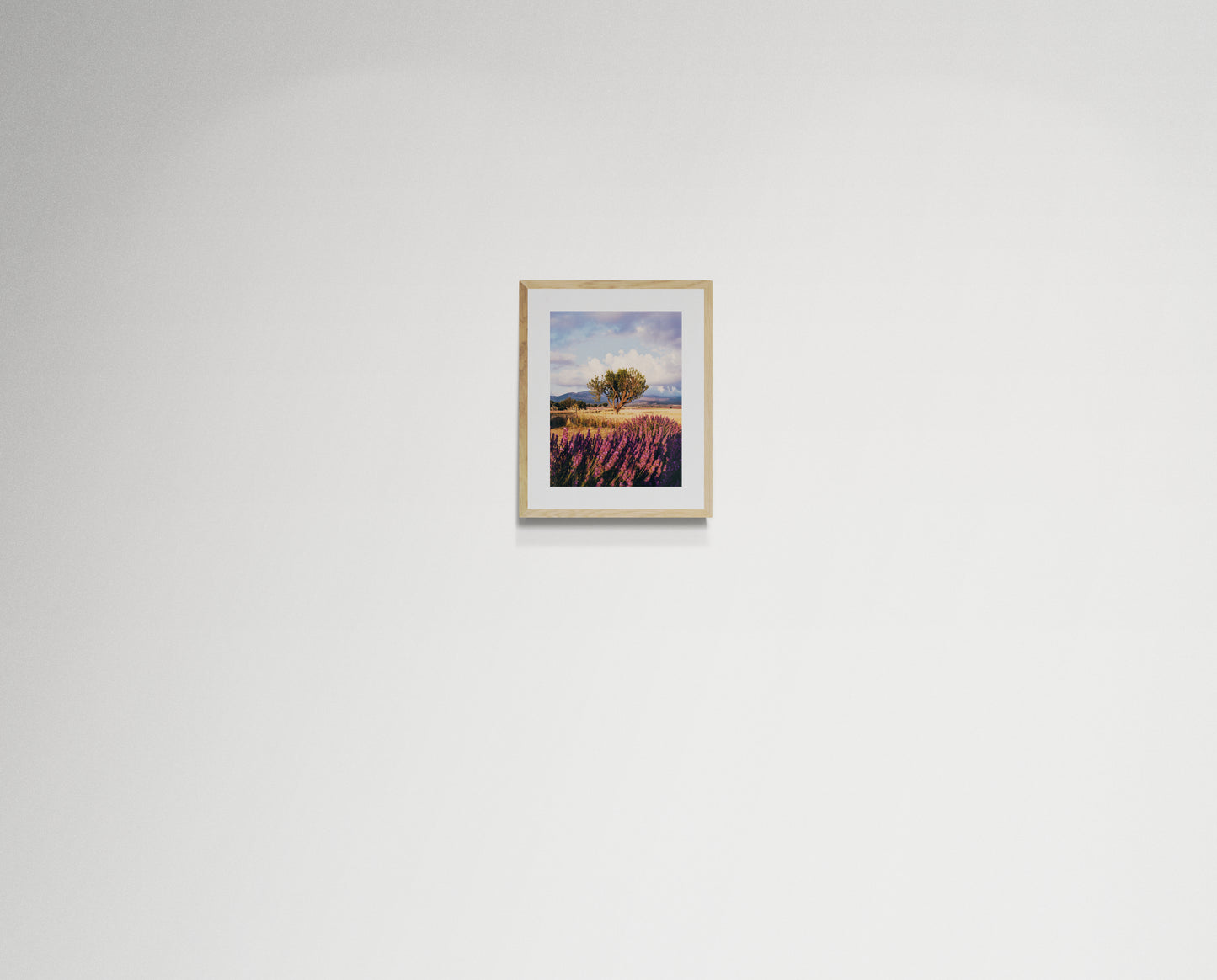 Lavender fields forever