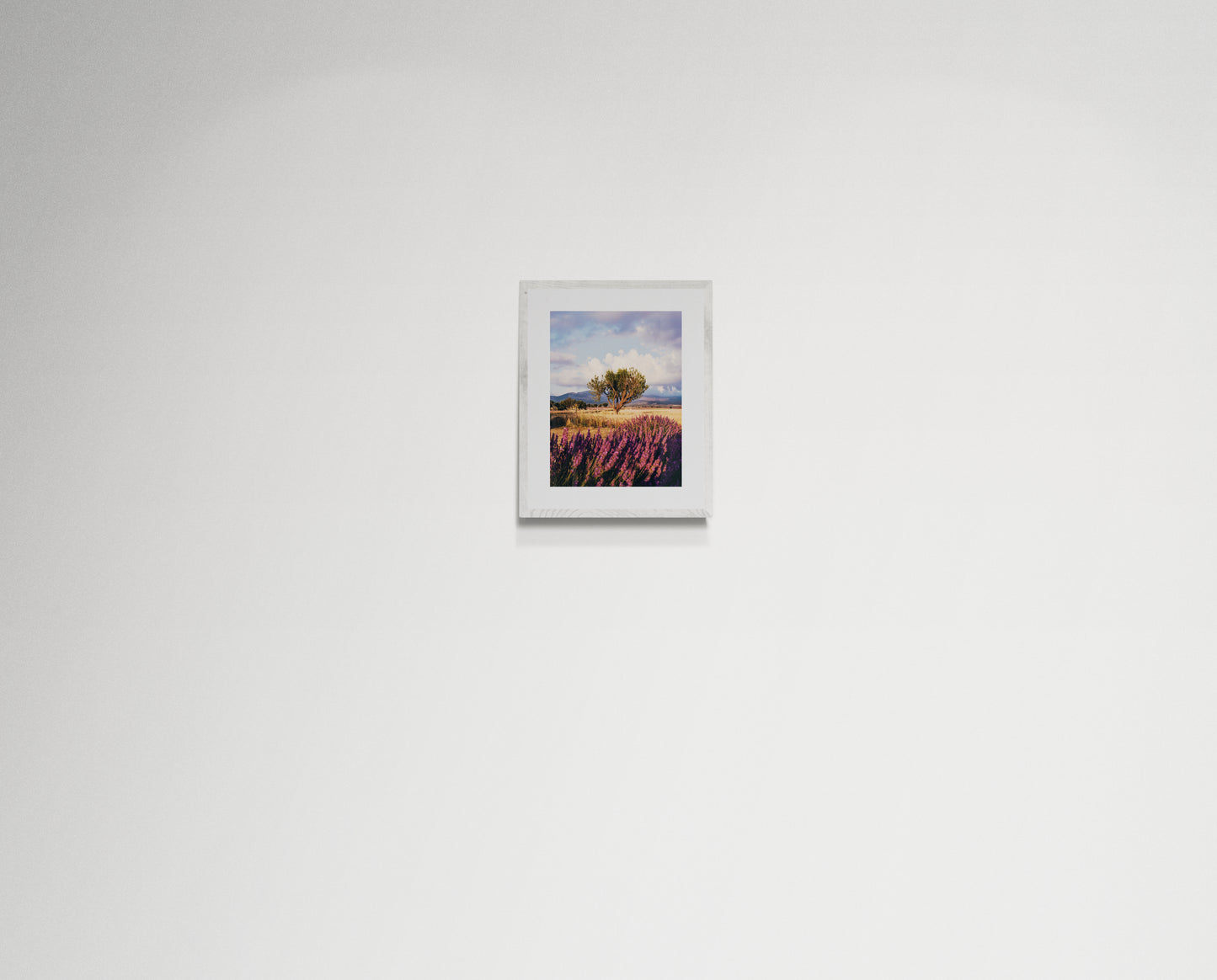 Lavender fields forever