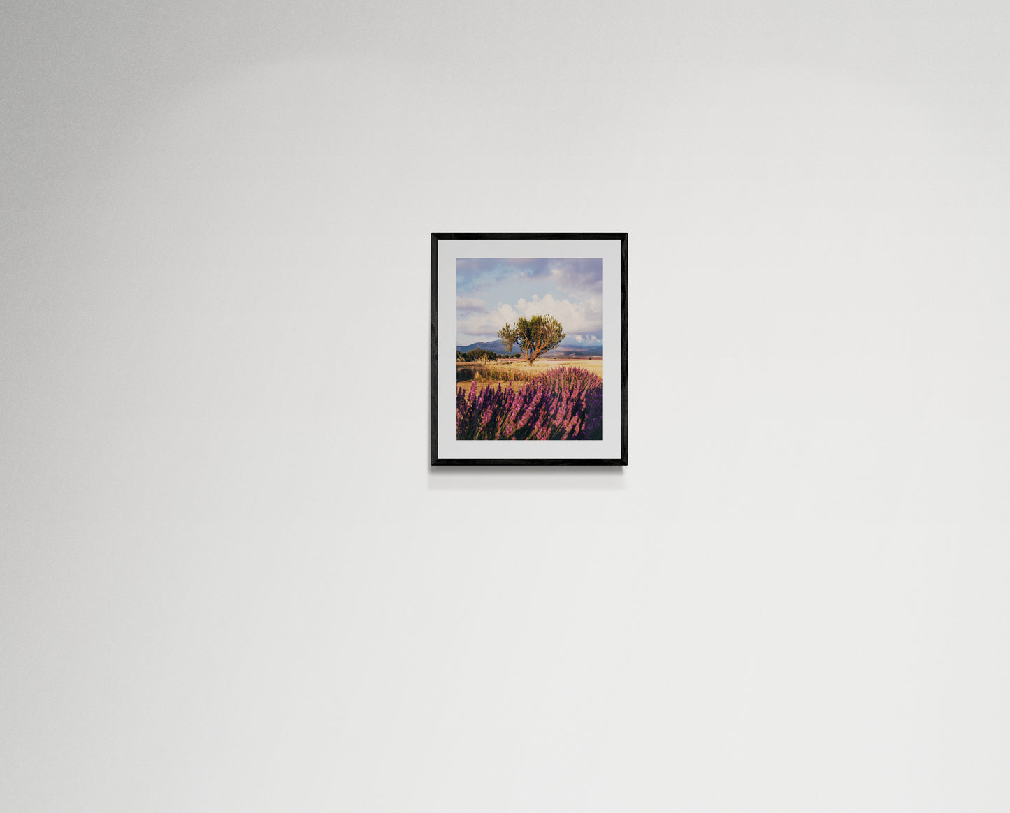 Lavender fields forever