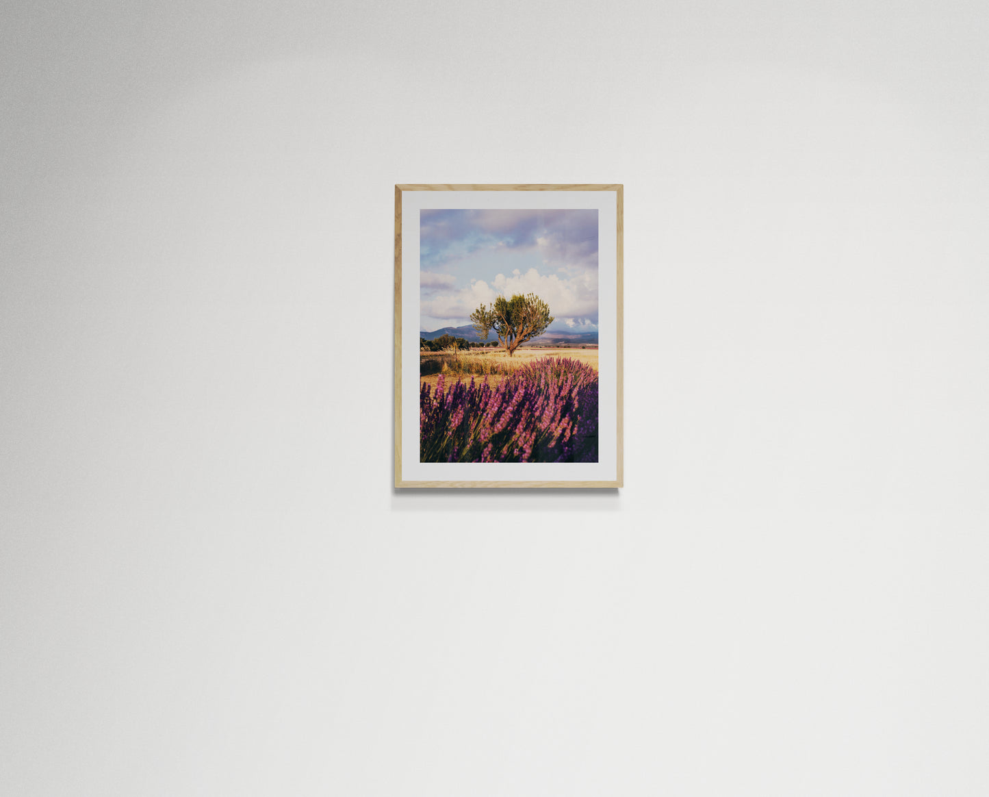 Lavender fields forever