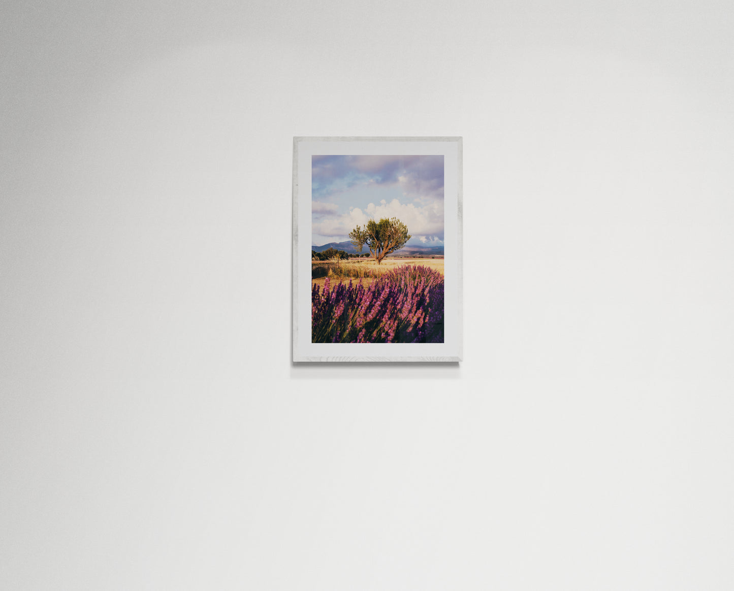 Lavender fields forever