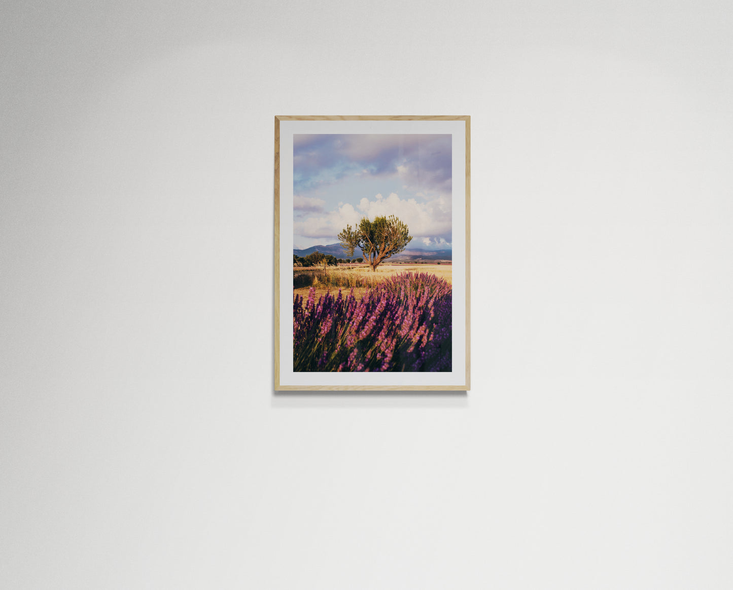 Lavender fields forever