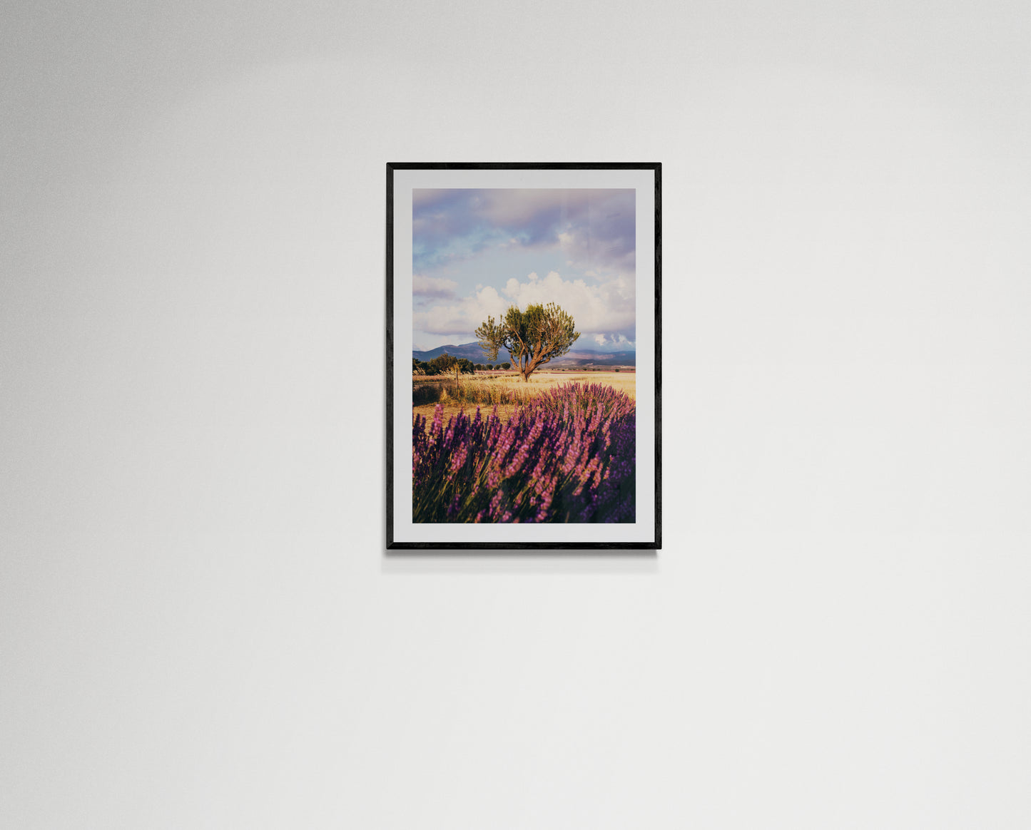 Lavender fields forever