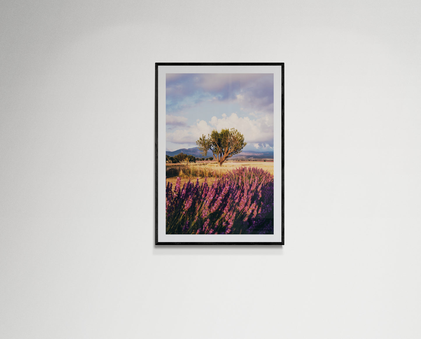 Lavender fields forever