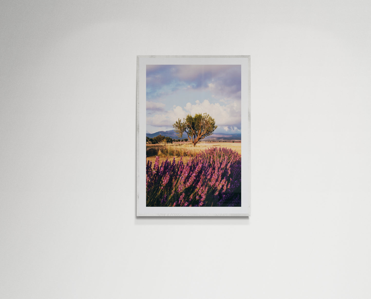 Lavender fields forever