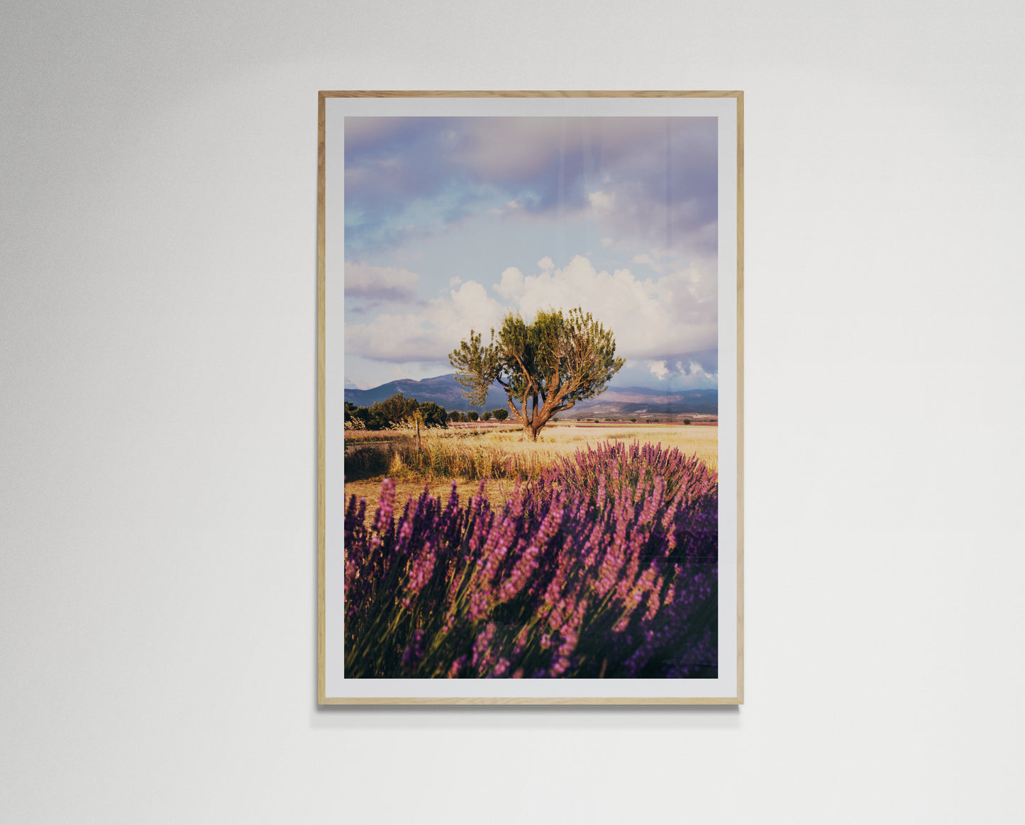 Lavender fields forever