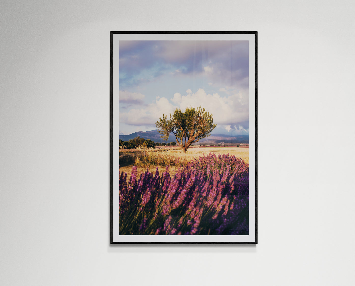 Lavender fields forever