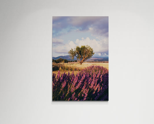 Lavender fields forever