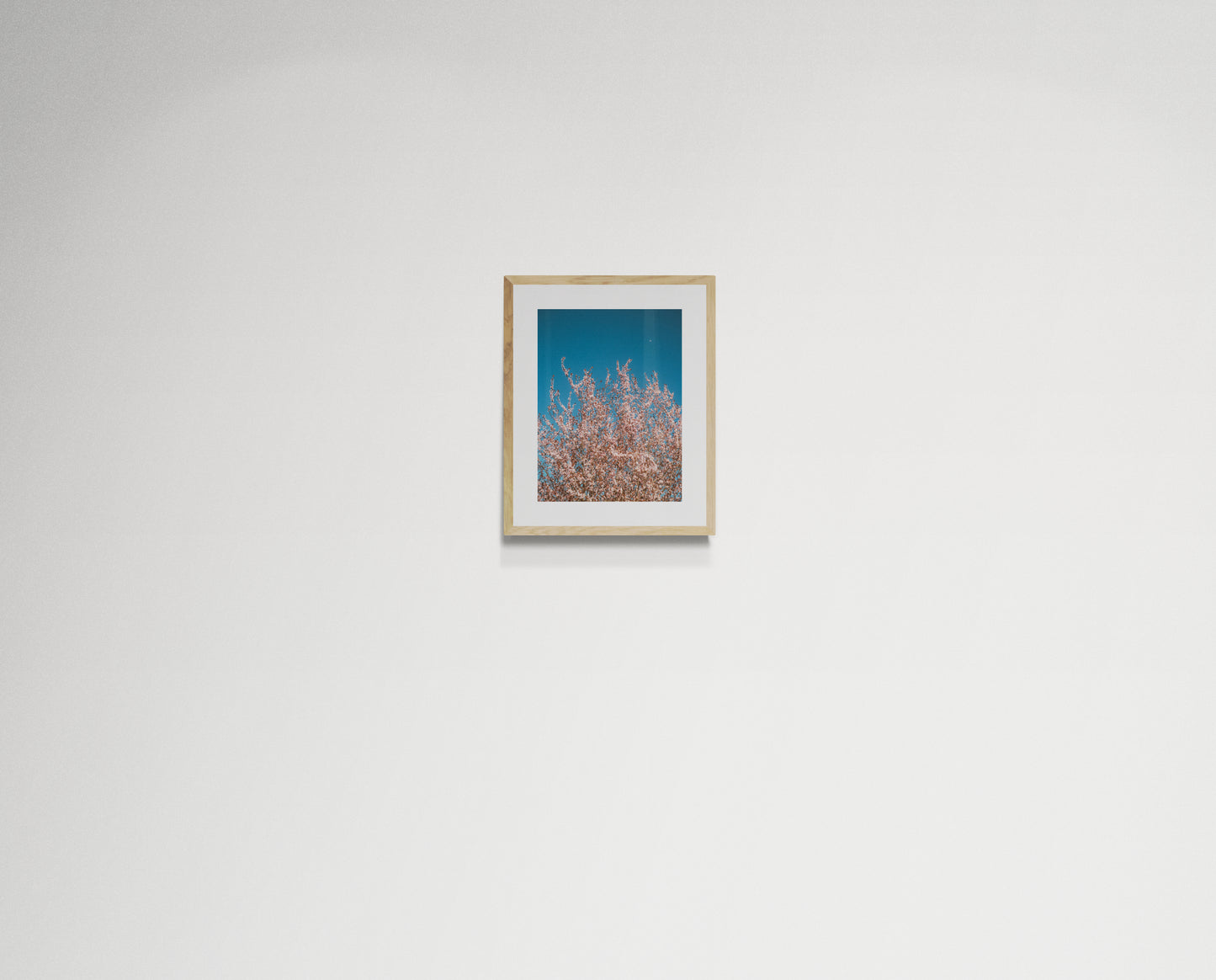 Pink flowers reaching for the moon