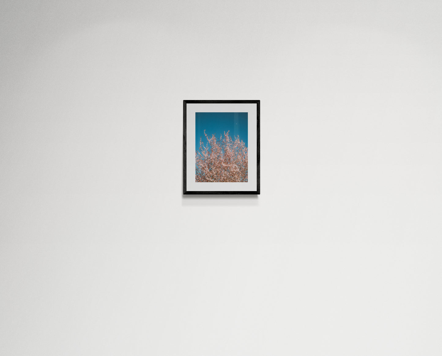 Pink flowers reaching for the moon