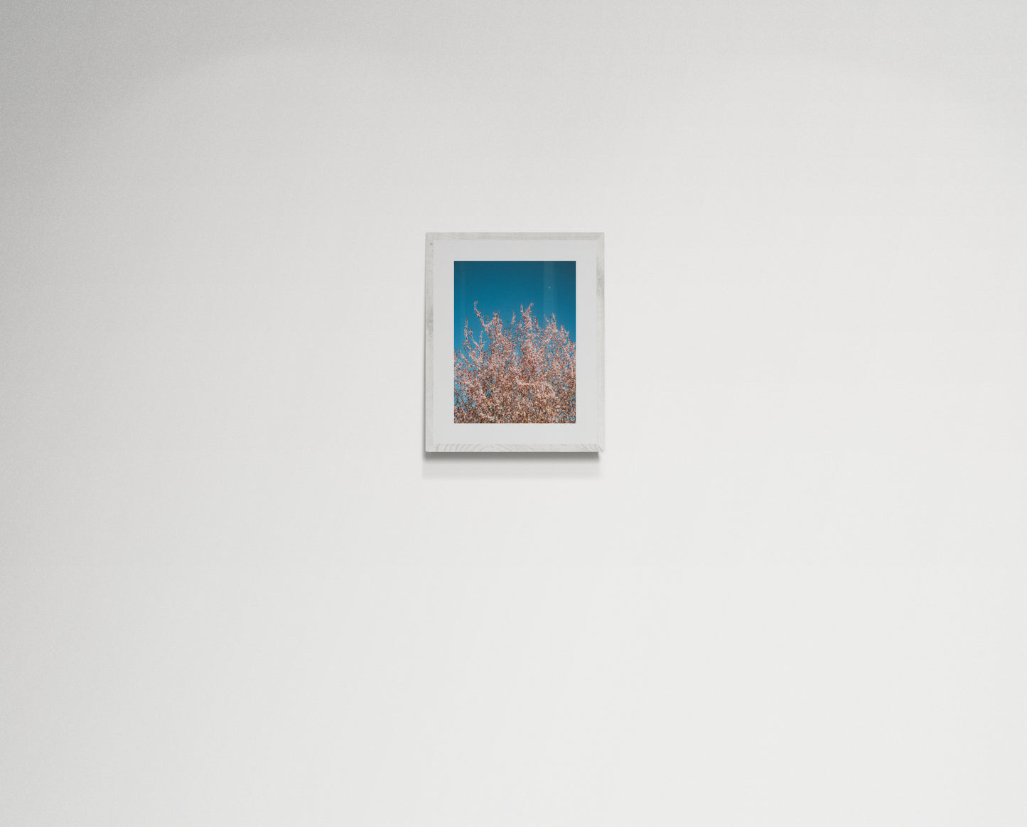 Pink flowers reaching for the moon