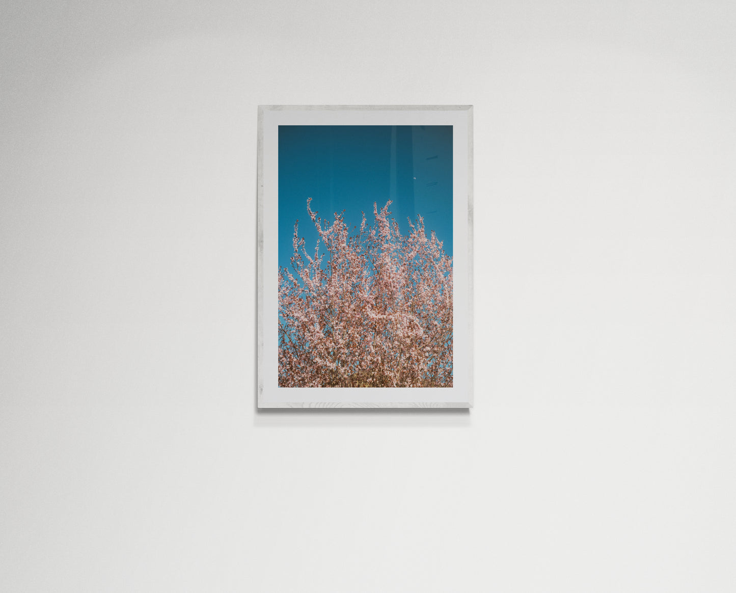 Pink flowers reaching for the moon