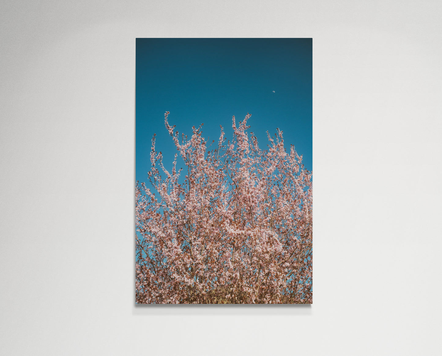 Pink flowers reaching for the moon